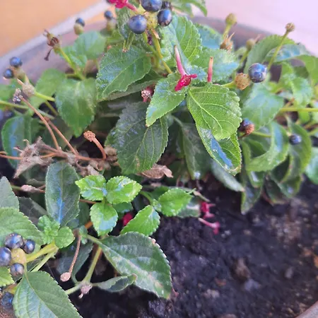 Via Roma Gioia Del Colle